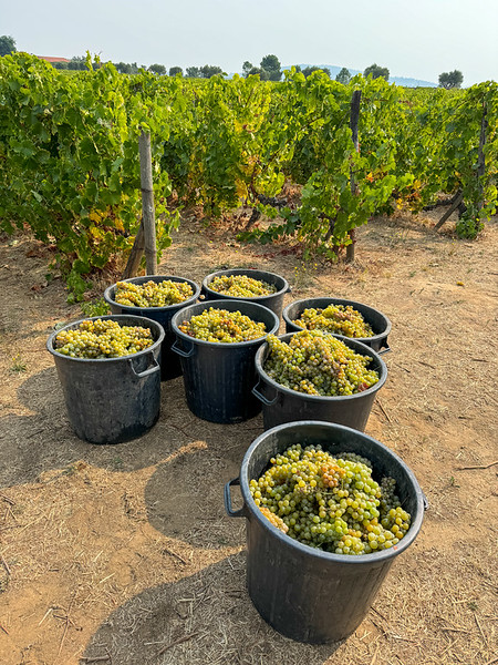 Buckets of white grapes